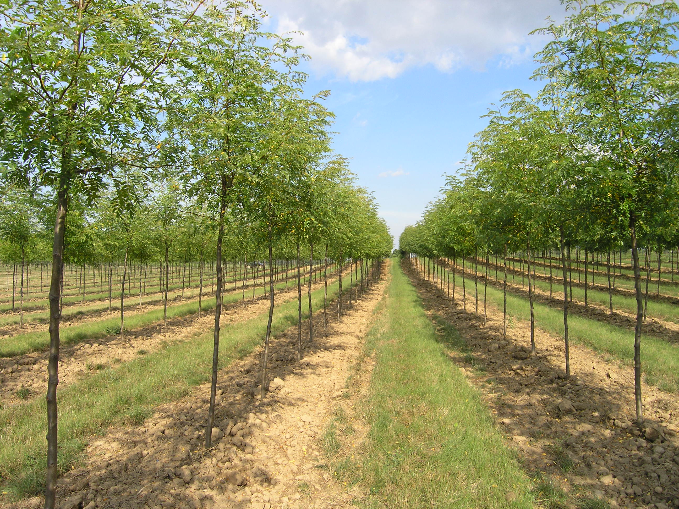 Gleditsia triacanthos ‘Skyline’